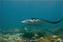 Manta by Joe Daniels 
